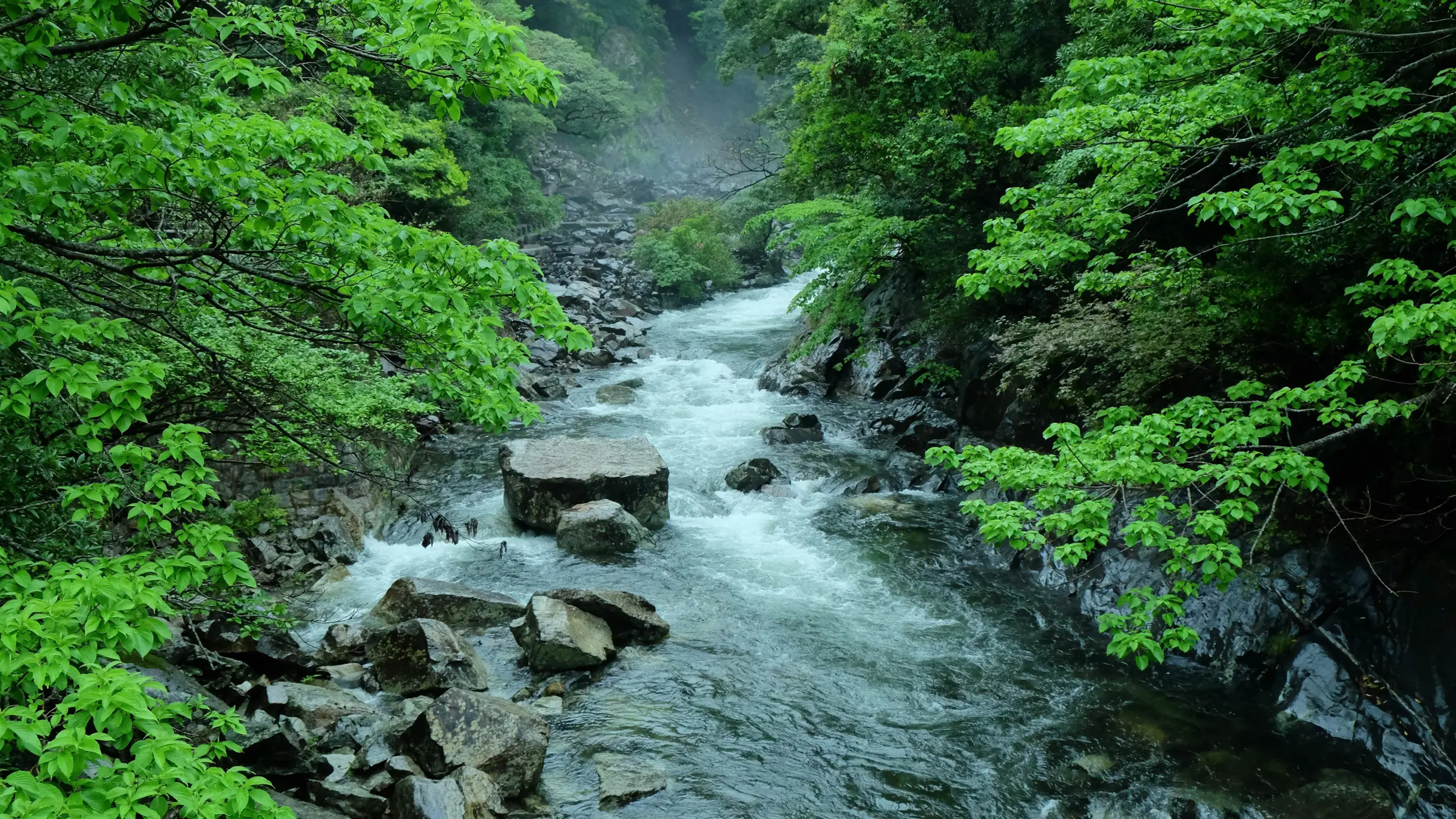 Die grüne Insel Yakushima erkunden
